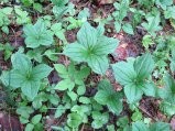 ../thumbnails/023-IMG_0981.jpeg.small.jpeg